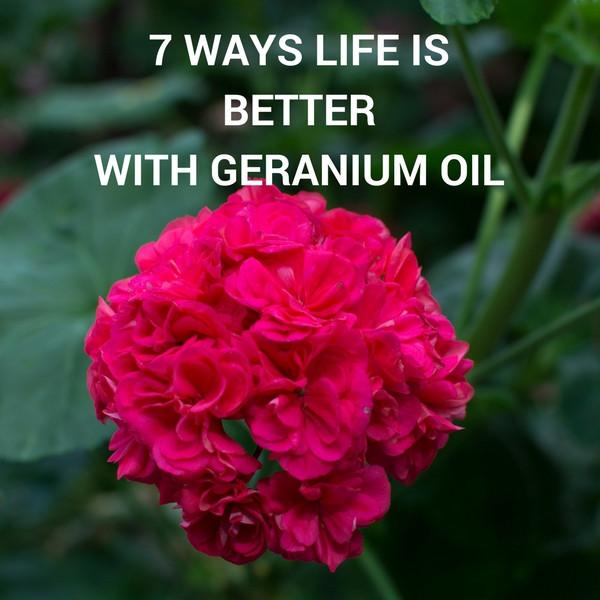 7 ways life is better with Geranium essential oil